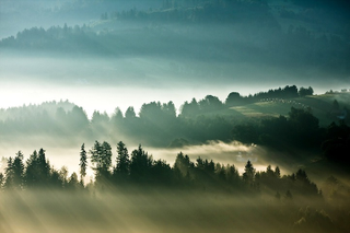 Illustration for article titled Forests, fog and light make these long-exposure photographs look like paintings